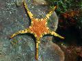 Aquarium Sea Invertebrates Double Sea Star, Platted Starfish  Photo and characteristics