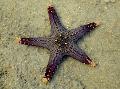 Aquarium Sea Invertebrates  Choc Chip (Knob) Sea Star  Photo