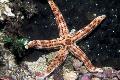 Aquarium Meer Wirbellosen seesterne Burgunder Sea Star  Foto