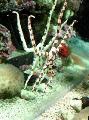 Aquarium Meer Wirbellosen  Schlange Seestern, Phantasie Tiger Gestreift  Foto