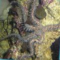 Aquarium Sea Invertebrates Red Brittle Star (Brittle Sea Star, Knobby Fancy)  Photo and characteristics