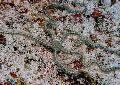 Aquarium Meer Wirbellosen  Schlangenseestern Phantasie  Foto