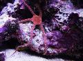 Aquarium Meer Wirbellosen Schlange Seestern, Phantasie Rot, Südlichen Schlangenstern  Foto und Merkmale