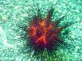 Aquarium Meer Wirbellosen Gewöhnlicher Urchin seeigel Foto und Merkmale