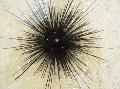 Aquarium Sea Invertebrates  Longspine Sea Urchin  Photo