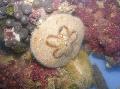 Aquarium Sea Invertebrates Sand Dollar (Sea Biscuit) urchins Photo and characteristics