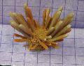 Aquarium Sea Invertebrates Pencil Urchin  Photo and characteristics
