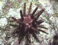 Aquarium Sea Invertebrates Pencil Urchin  Photo and characteristics