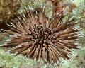 Aquarium Sea Invertebrates Short-Soined Urchin (Rock Urchin)  Photo and characteristics