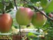 des pommes  Zimnyaya krasavica (Zimnee Kamendrovskogo) l'espèce Photo