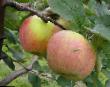 Apples  Vityaz grade Photo