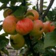 des pommes  Korichnoe novoe l'espèce Photo