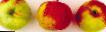 Äpplen sorter Nadezhnoe (Pepin Orlovskijj)  Fil och egenskaper