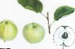 Jabłka  Papirovka (Belyjj naliv pribaltijjskijj, Alebastrovoe) gatunek zdjęcie