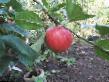 des pommes les espèces Venyaminovskoe  Photo et les caractéristiques