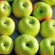 Jabłka gatunki Martovskoe zdjęcie i charakterystyka