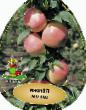 des pommes les espèces Valyuta Photo et les caractéristiques