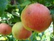 des pommes  Grushovka revelskaya l'espèce Photo