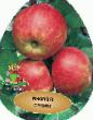 Apples varieties Triumph Photo and characteristics