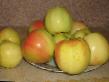 Jablka druhu Kalvil snezhnyjj (Belosnezhnoe, Belosnezhnyjj kalvil) fotografie a vlastnosti