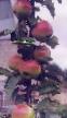 Jabłka gatunki Telejjmon zdjęcie i charakterystyka