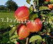 des pommes  Ostankino l'espèce Photo