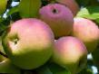 Apples varieties Veteran  Photo and characteristics