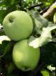 des pommes  Moskovskoe pozdnee  l'espèce Photo
