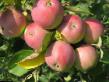 des pommes  Vishnjovoe  l'espèce Photo