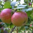 Jablka  Stroevskoe  akosť fotografie