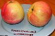 Ябълки  Башкирский красавец сорт снимка