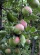 des pommes  Yarkoe leto l'espèce Photo