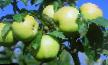 Manzanas variedades Rossiyanka  Foto y características