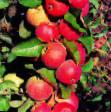 Manzanas  Polinka  variedad Foto