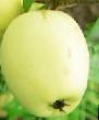 Ябълки сортове Аркад стаканчатый снимка и характеристики