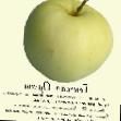 des pommes  General Orlov l'espèce Photo