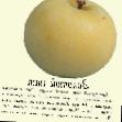 Jabłka gatunki Zolotojj ship zdjęcie i charakterystyka