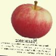 Apfel  Malinovka klasse Foto