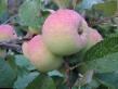 Manzanas  Avrora variedad Foto