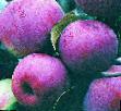 Jabłka  Belorusskoe malinovoe gatunek zdjęcie
