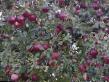 des pommes  Belorusskoe malinovoe l'espèce Photo