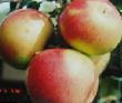 Jablka druhu Borovinka fotografie a vlastnosti