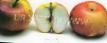 Μήλα ποικιλίες Kortland φωτογραφία και χαρακτηριστικά