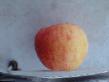 Jabłka gatunki Oranzhevoe  zdjęcie i charakterystyka