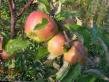 Apples  Pamyat Artema grade Photo