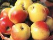 Manzanas variedades Pamyat Michurina Foto y características