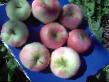 Äpplen sorter Pamyati Tikhomirova Fil och egenskaper