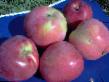 Manzanas variedades Yubilejjnoe biofaka Foto y características