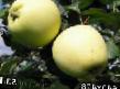 Jabłka gatunki Arkad dymchatyjj (Arkad sakharnyjj) zdjęcie i charakterystyka