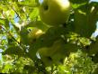 Jablka druhu Signe Tilish fotografie a vlastnosti
